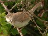 Whitethroat at Gunners Park (Steve Arlow) (92560 bytes)